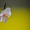 菜のなかの花