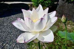 白い蓮