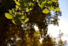 まだありますよ！