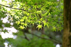 秋をさがして・・・まだ青い