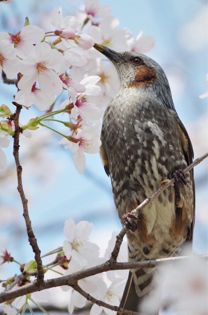 僕、ひよどり!