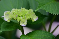 紫陽花
