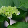 紫陽花