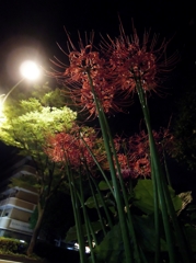彼岸花の咲く夜に