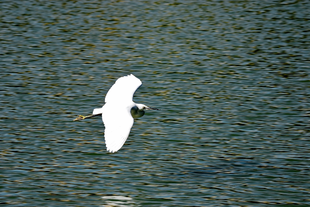 ”The bird which glides”
