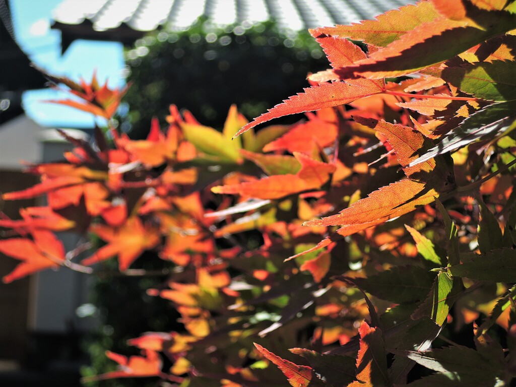 京の紅葉
