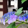 Micro-NIKKOR55㎜