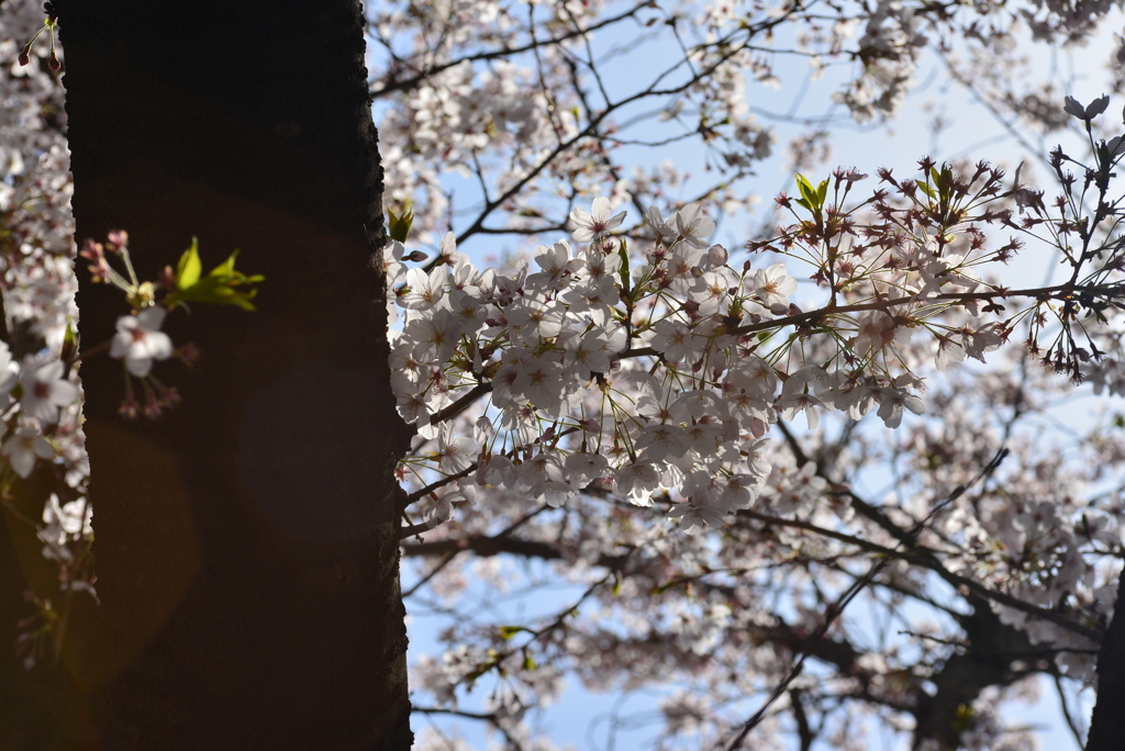 桜
