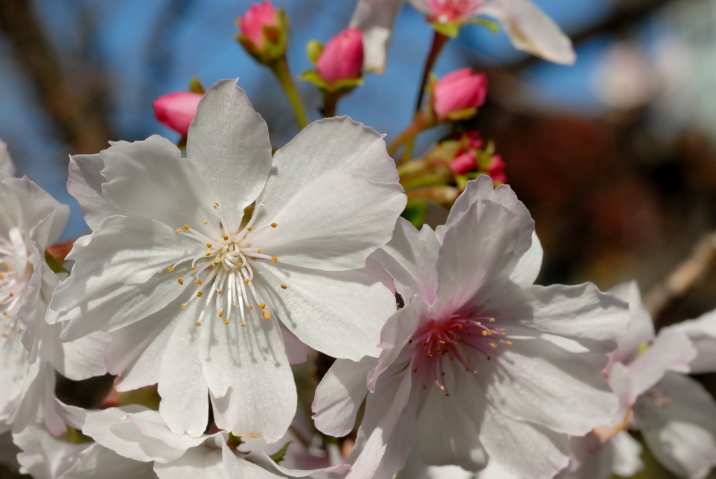 十月桜・・・Autumn cherry tree