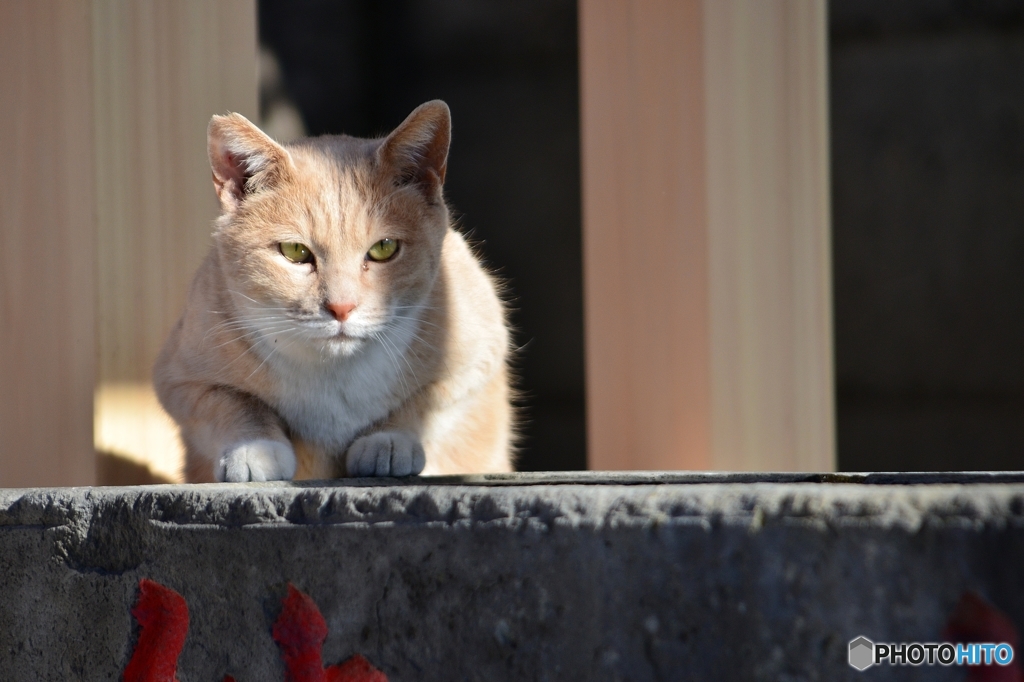 お詣りで出会った猫