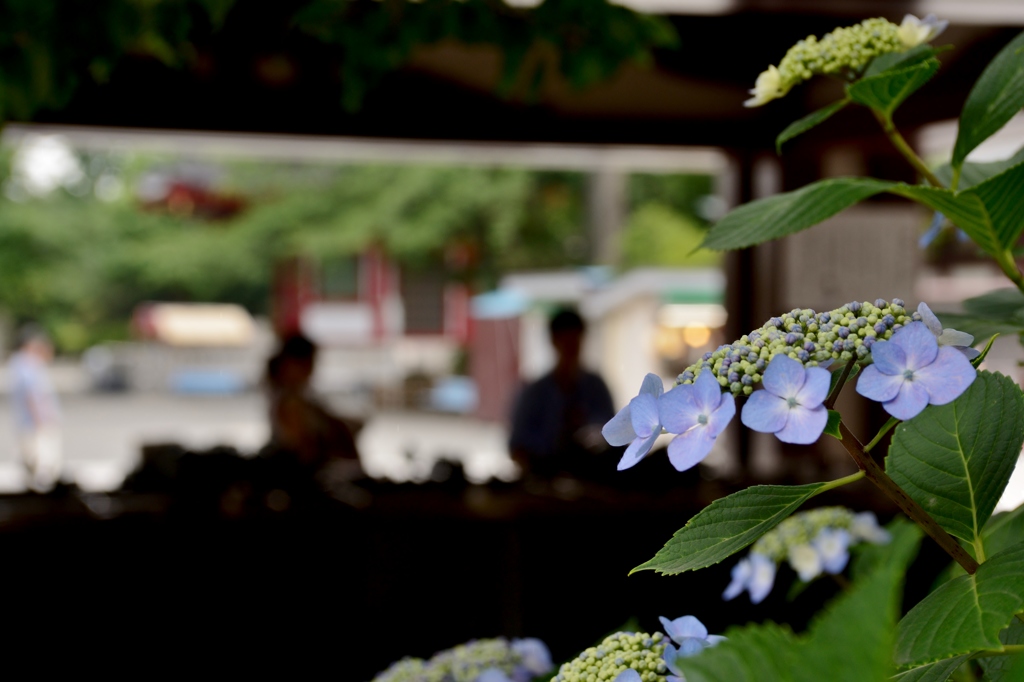 お水屋のあじさい