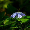 Blue magic ways