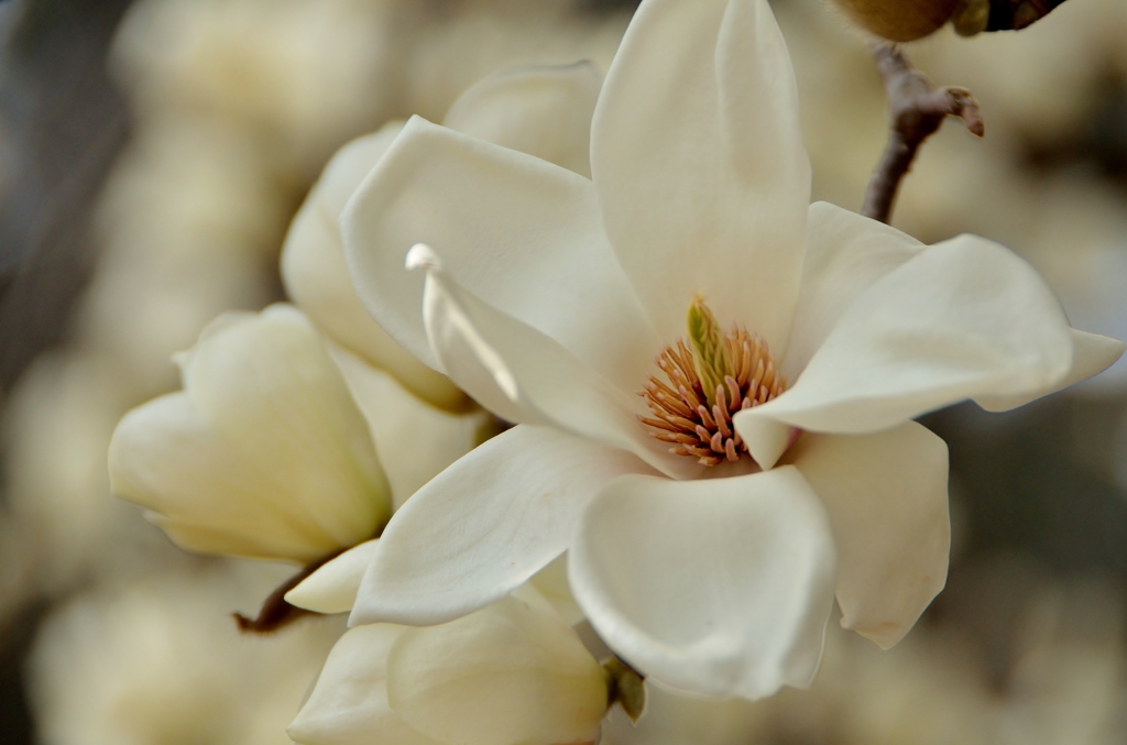 whiteness