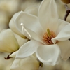 whiteness