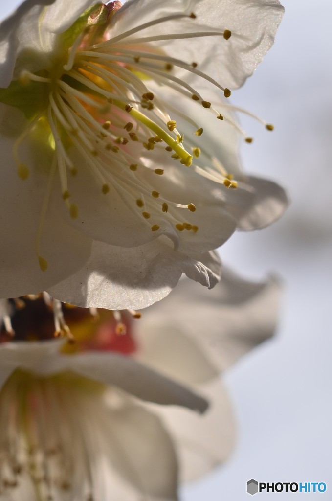 japanese apricot　と、言うらしいです。^^