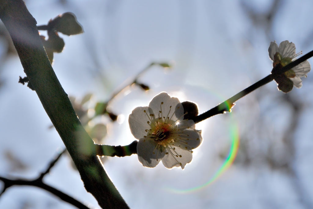 beautifulNIPPON（梅ver)