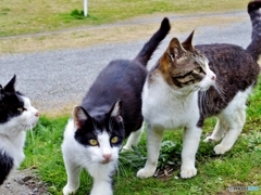 にゃんだにゃんだにゃんだ？