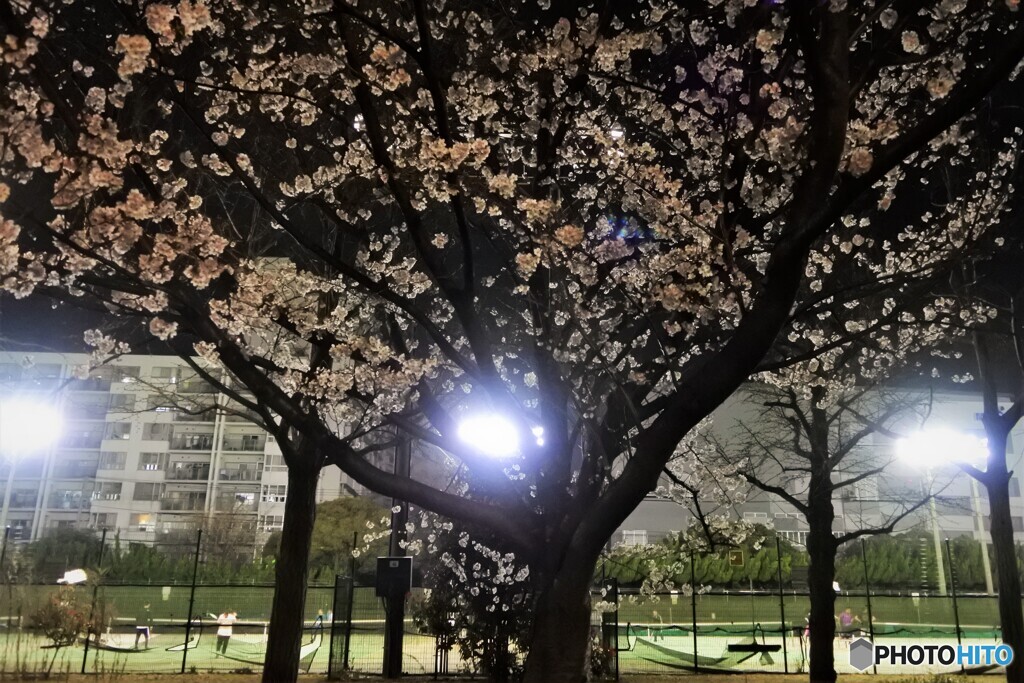 夜桜の中のテニス
