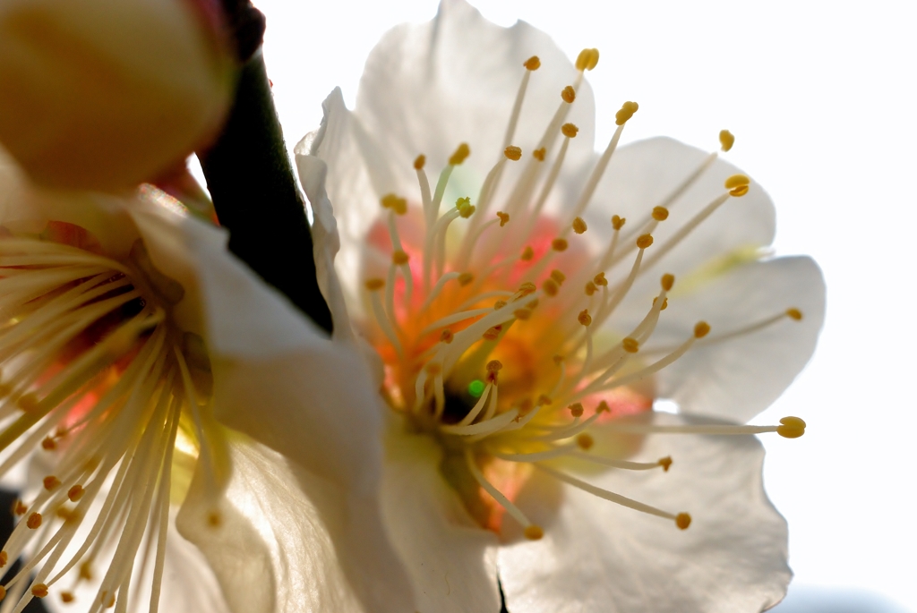 White Plum blossom