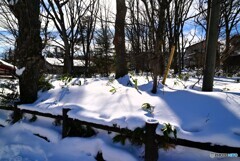 雪近景色