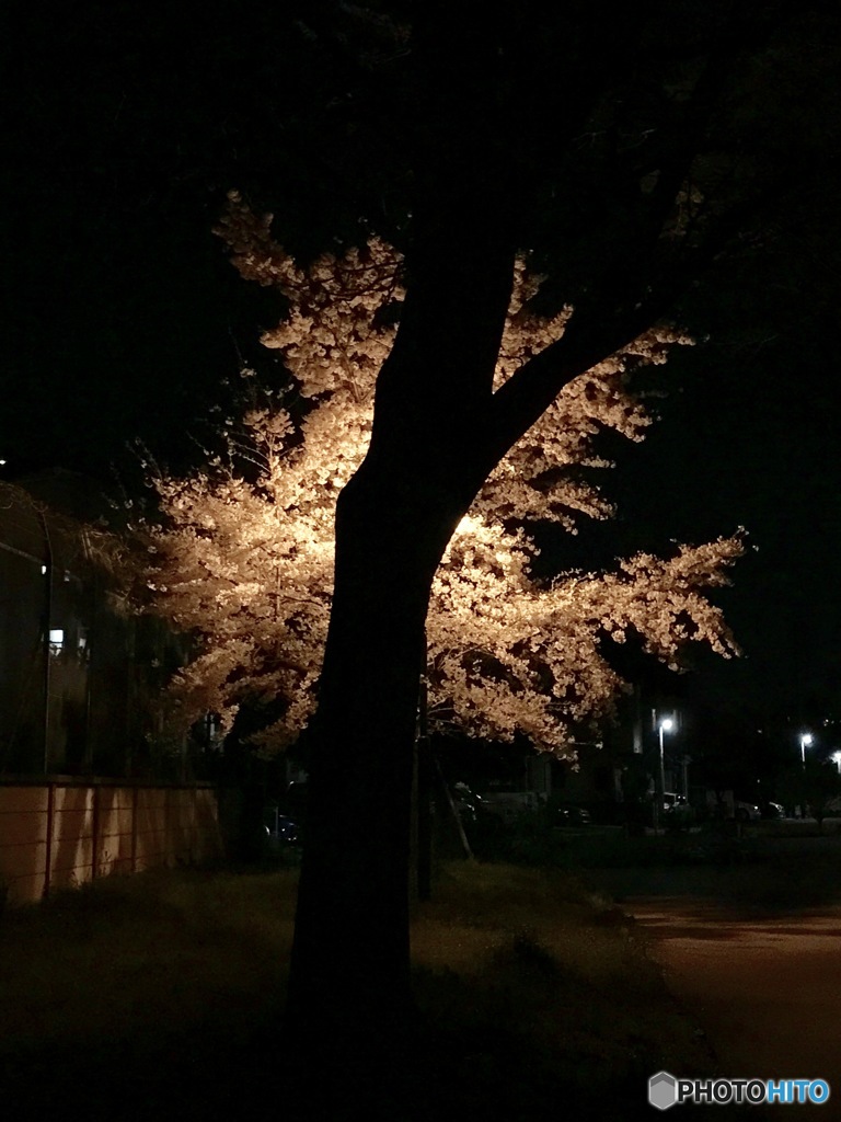 夜桜