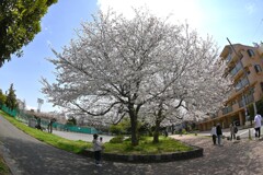 公園の中の、さくら