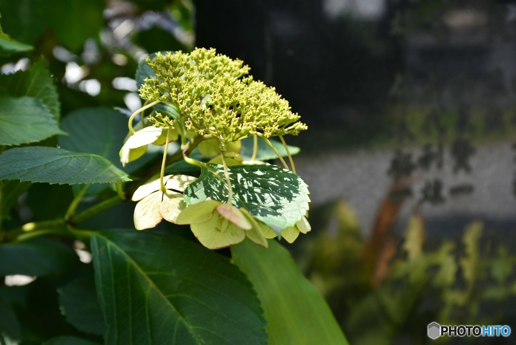 今日の紫陽花夏