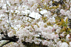 桜_2
