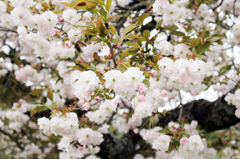 桜_1