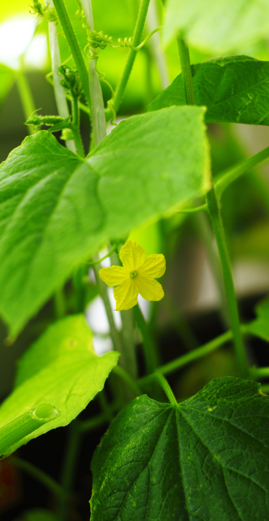 キュゥリの花