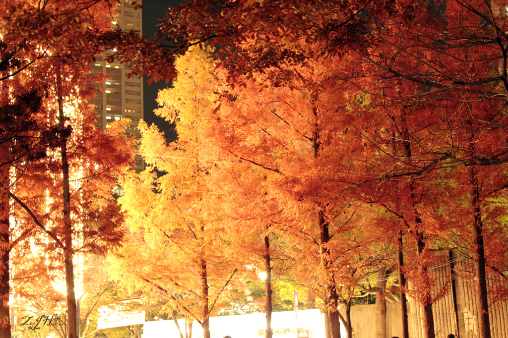 2011.12神戸ルミナリエ