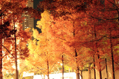 2011.12神戸ルミナリエ