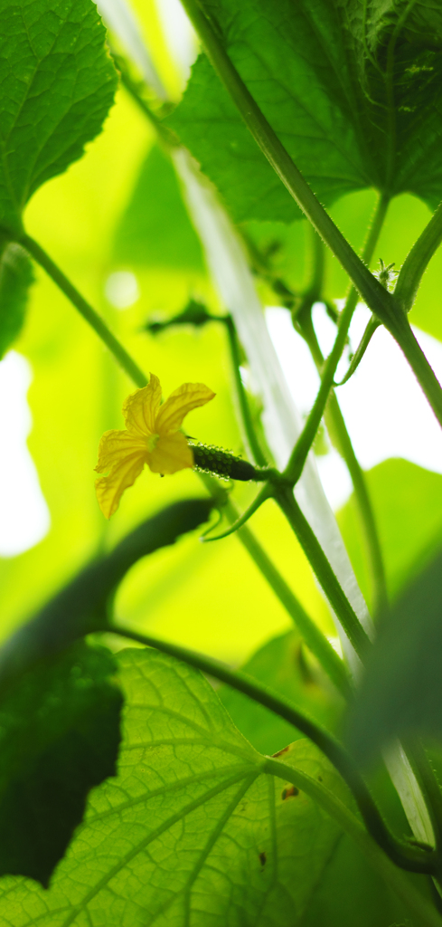 キュゥリの花