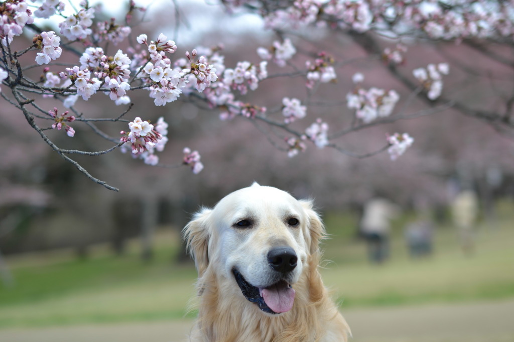 桜色に染まる
