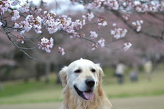 桜色に染まる