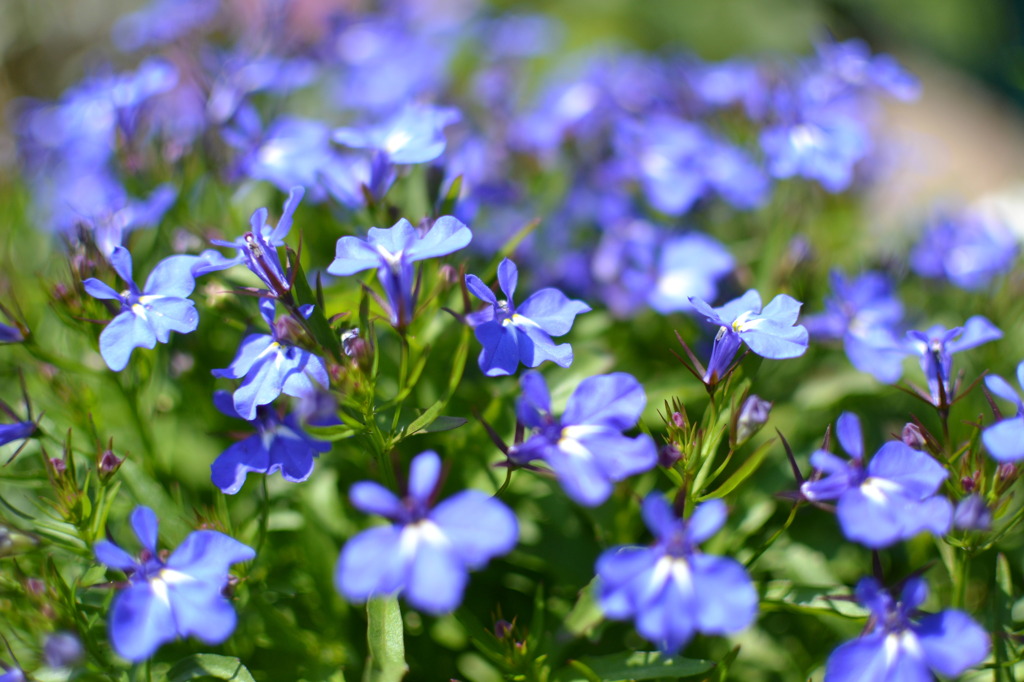 小さな花畑