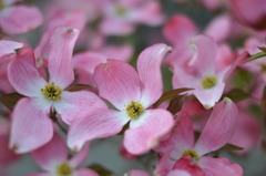 dogwood