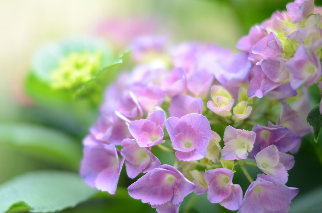 紫陽花