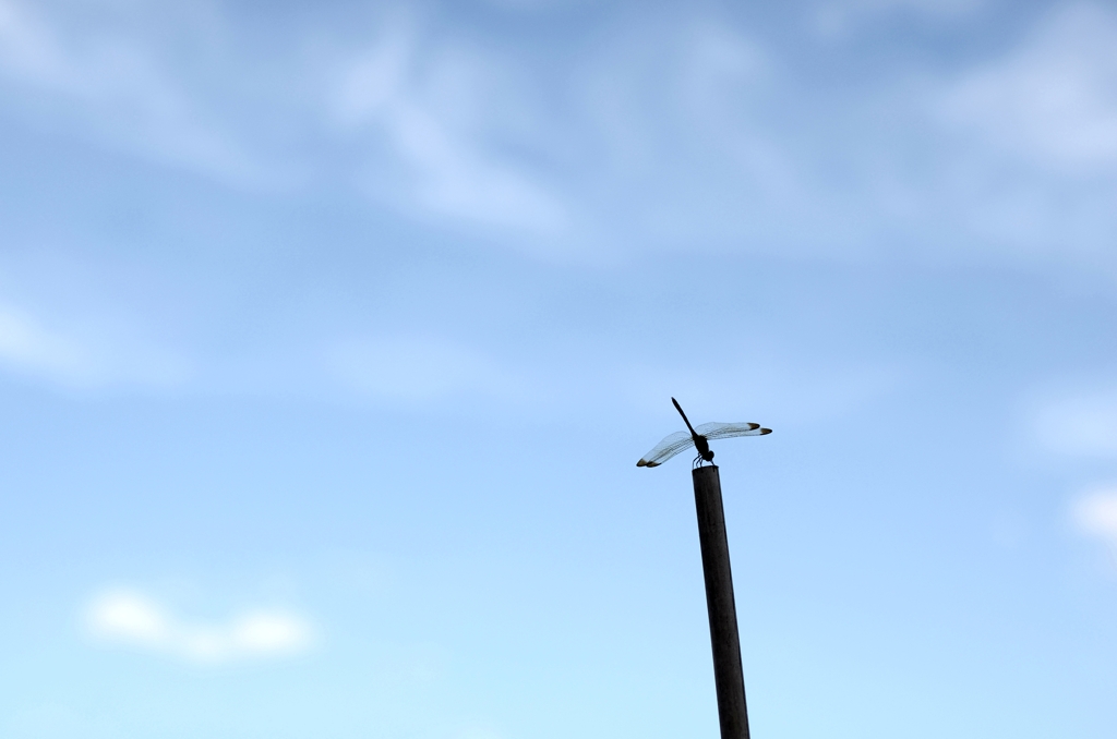 秋空高く