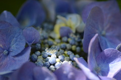 可憐な花の世界