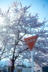 春色々