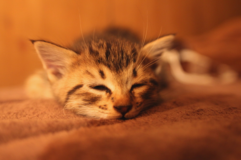 goodnight