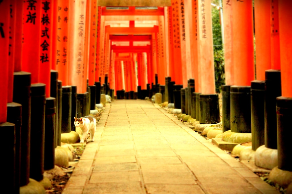 吾輩の道