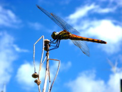 アキアカネ