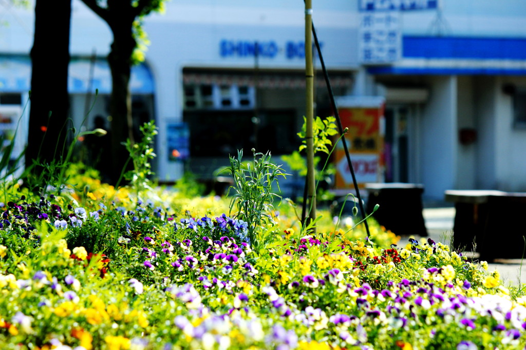 pansy