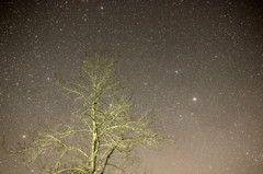 星と樹