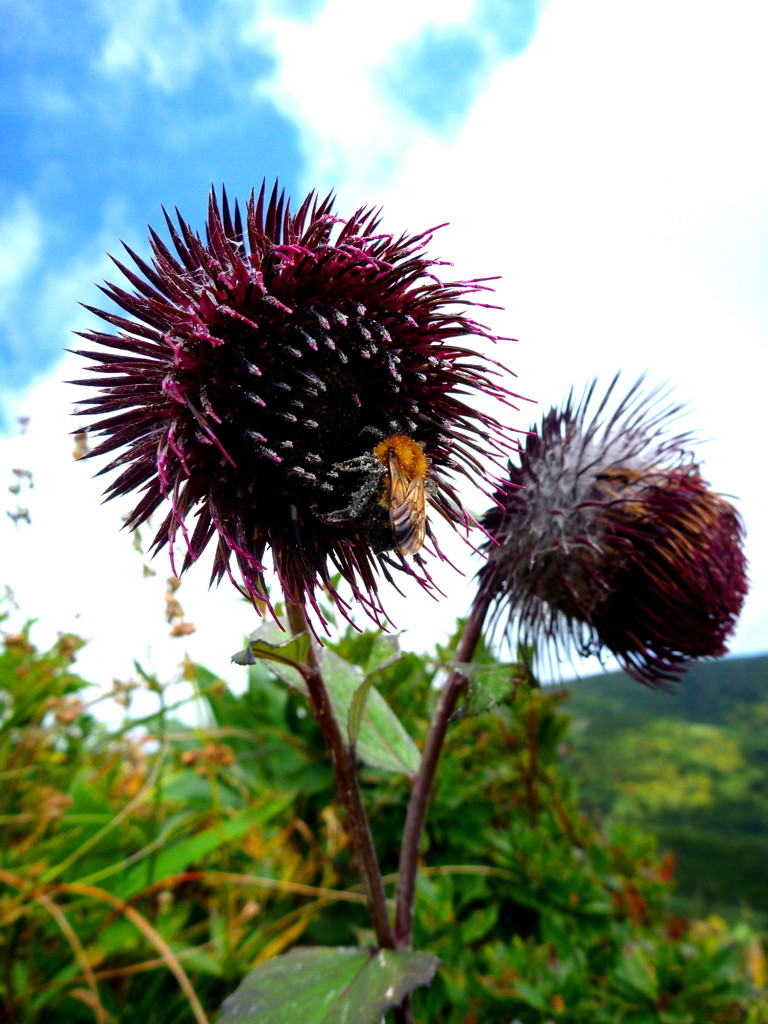 bee
