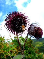 bee