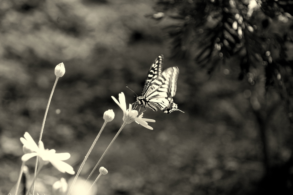 Swallowtail papillon