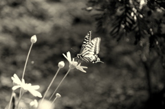 Swallowtail papillon